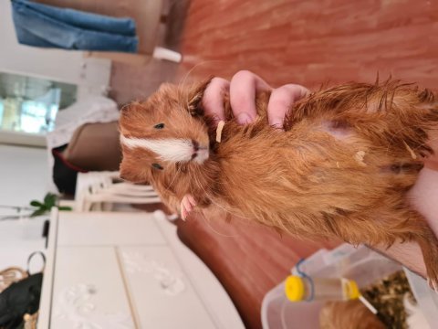 Ankara 5 adet guinea pigimi sahiplendiriyorum