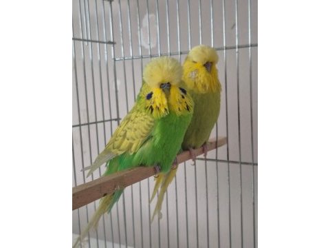 Damızlık show jumbo muhabbet kuşu
