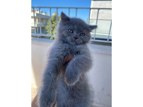 2 aylık british shorthair bebekler