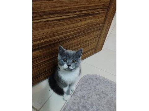 3 aylık erkek british shorthair
