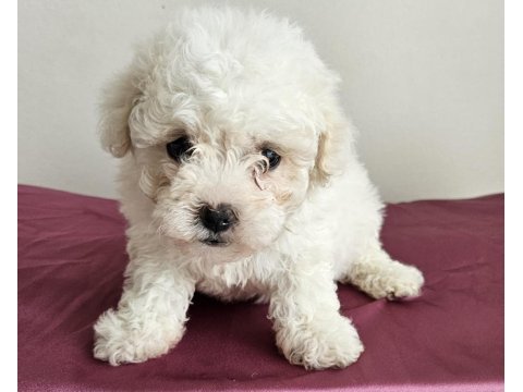 Mini boy maltese minikler