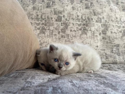 Güzel cins kedi