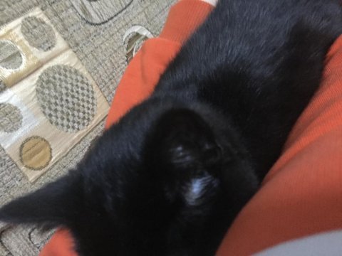 Kedimiz biricik kızımız prenses