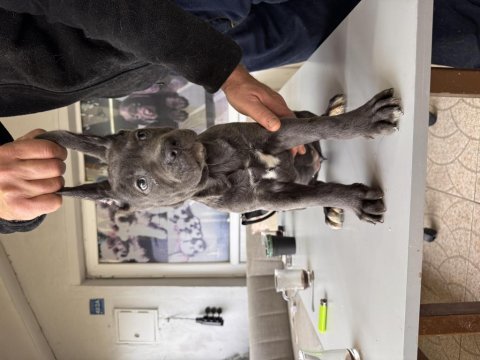 Antik miras cane corso yavrusu