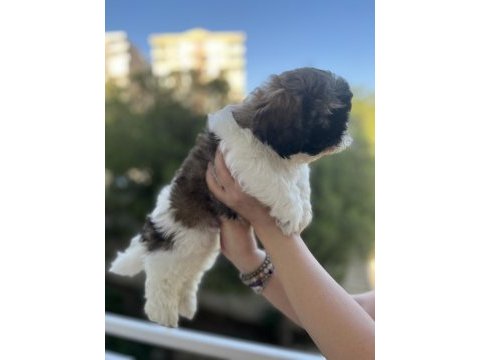 Shih tzu yavrular