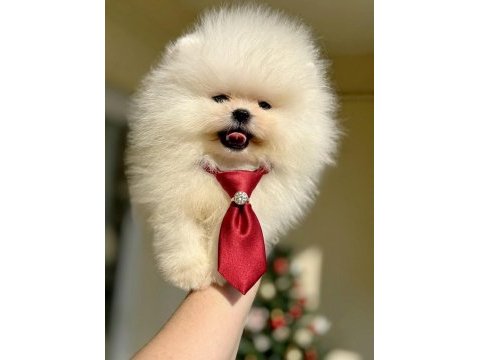 Mini boy ayıcık pomeranian boo