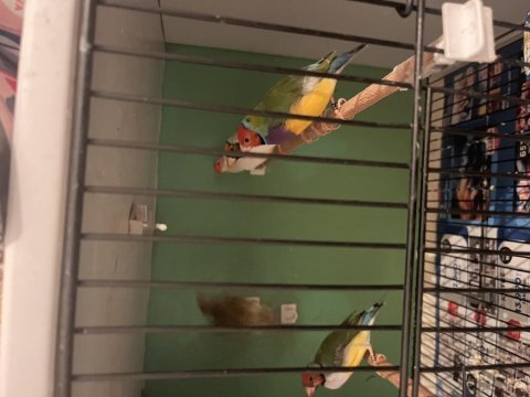 Goldıan finch takım kuşlar