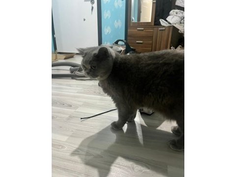 British shorthair 4 yaşında