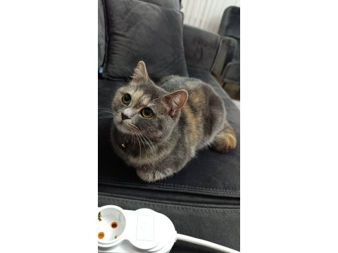 Karmen british shorthair