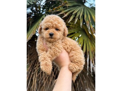 Üst kalite maltipoo yavrularımız 