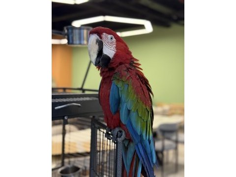 Ara macaw yavrusu yarı evcil