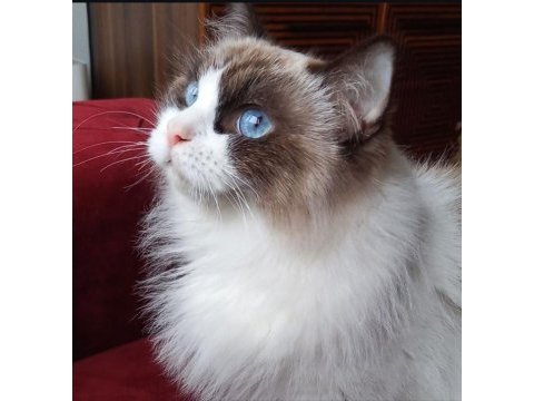 Safkan ragdoll bebekler