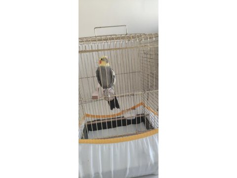 Erkek sultan papağanımız