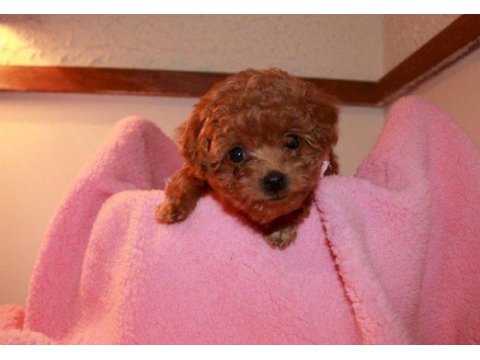 Baby yavrular toy poodle