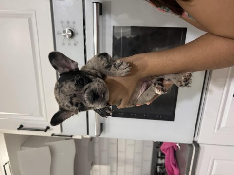 Black merle erkek french bulldog