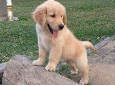 2 aylık şımarık golden retriever yavrularım
