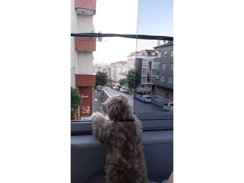 7 aylık maltipoo