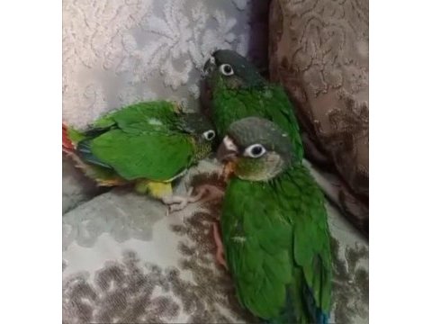 El besleme konur bebekler
