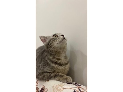6 aylık dişi british shorthair