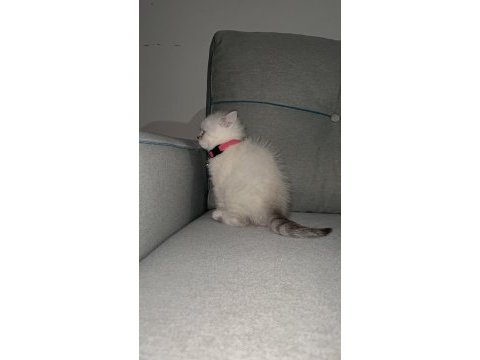 A kalite british shorthair blue point dişi