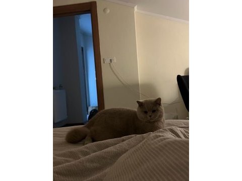 Erkek british shorthair