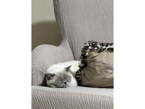 Prenses british shorthair kızlarımız