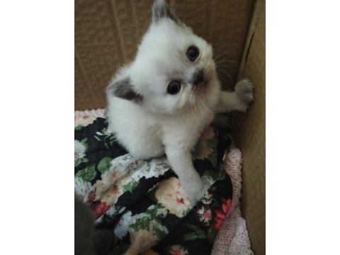 İki renk kahverengi beyaz mavi göz scottish fold yavrular