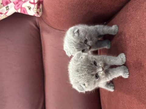 Sevimli scottish fold bebekler yeni yuvasını arıyor
