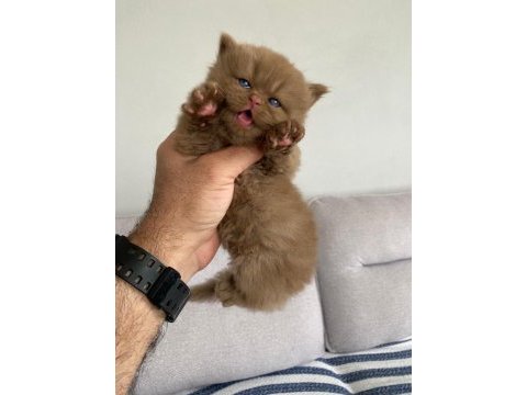 Cinnamon bebek özel ırk kedimiz