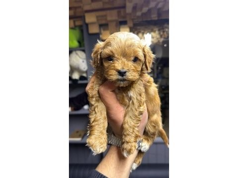 Maltipoo yavrular