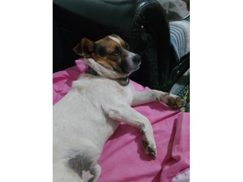 Köpeğimize dişi eş aranır