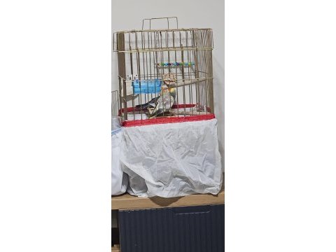 Yeni eşleme sultan papağanlar 1 yaşındalar