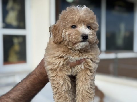 Ankarada ziyarete açık aşılı pasaportlu maltipoo