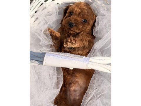 Toy poodle yavrularımız kore hazır