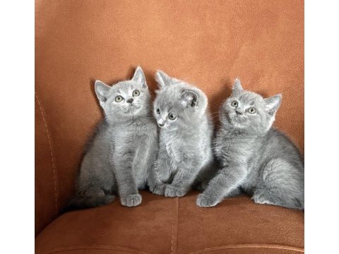 Brıtısh shorthair gri yavrularım