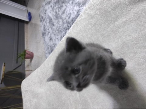 Cins kedimiz british shorthair