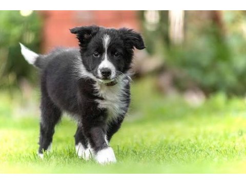 Üst kalite yavrular border collie zeki bebeler