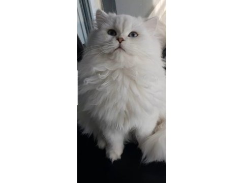 British longhair silver