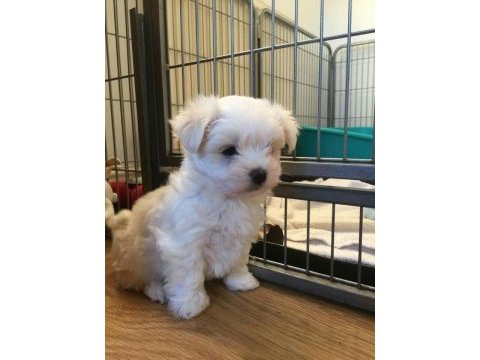 Son kalan dişi yavru köpeğimiz