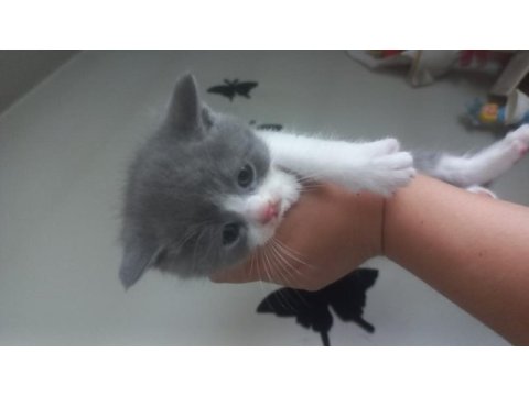 Ücretli sahiplendirme british shorthair