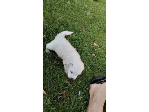 Kendi beslediğim maltese köpeğimin yavruları üretici değilim