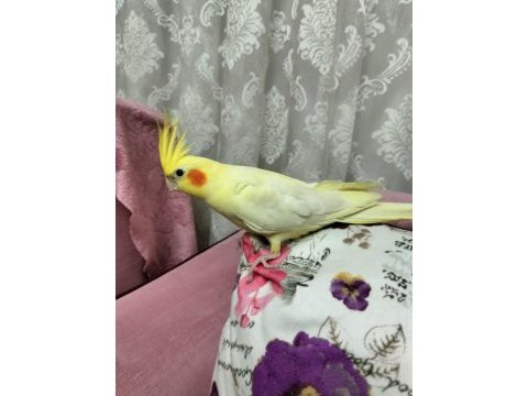 Lutino erkek sultan papağanı