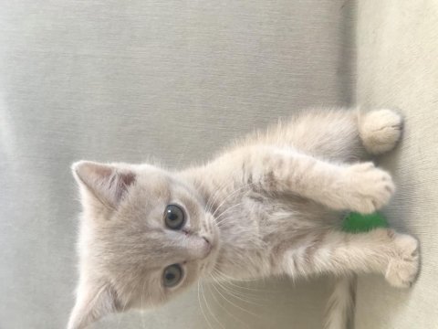 Yavru british shorthair kedimiz