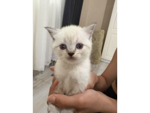 British shorthair kediler