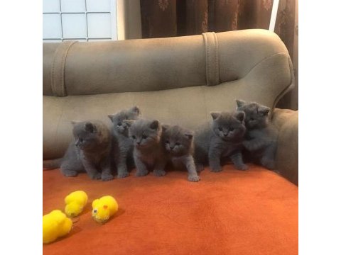British shorthair yavruları