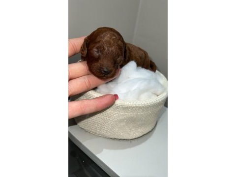Red brown renk ırk garantili kore poodle bebekler