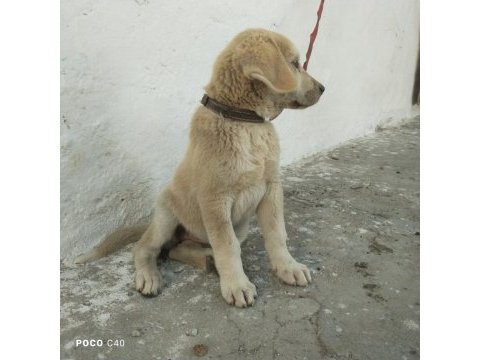 Yavru kangal akbaş kırması