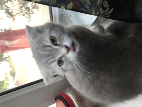 Patili dost scottish fold