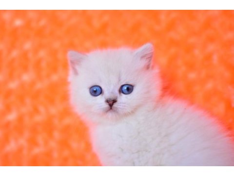 Süt beyaz ns1133 british shorthair