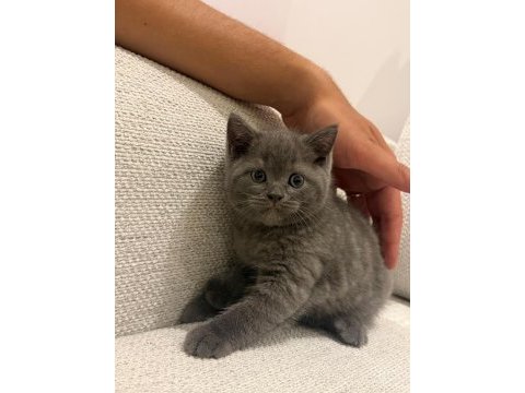 British shorthair yavrularımıza yuva arıyoruz